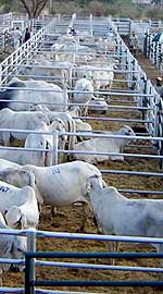 livestock form a backbone of agra's earnings